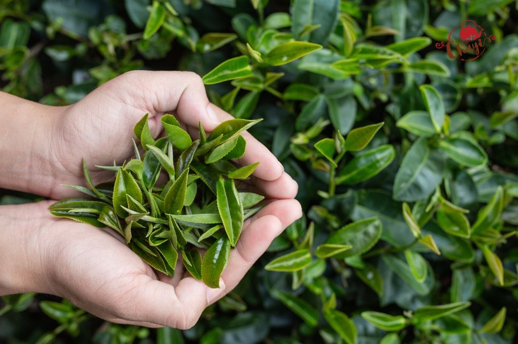 Finest Quality Assam Green Tea